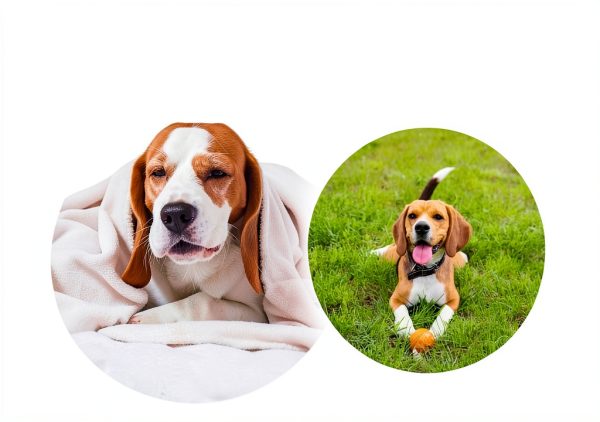Nature's Pure Edge Dog Herbal Supplements Stress Relief-5